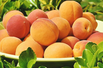 Абрикос обыкновенный - aptechka.org