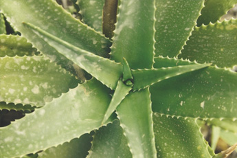 Алоэ древовидное - aptechka.org