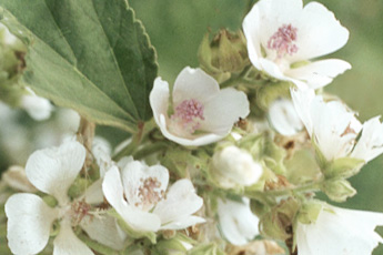 Алтей лекарственный - aptechka.org