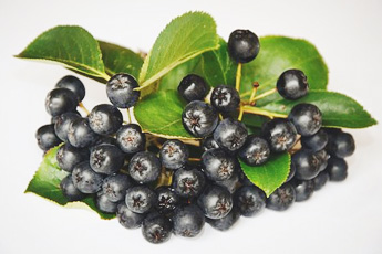 Арония черноплодная, или рябина черноплодная - aptechka.org