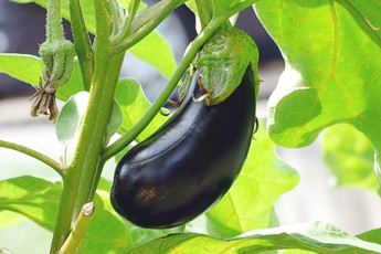 Баклажан - aptechka.org