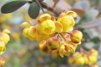 Барбарис обыкновенный - aptechka.org