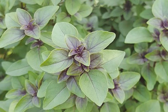 Базилик обыкновенный - aptechka.org