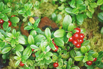 Брусника - aptechka.org