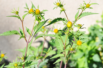 Череда трехраздельная - aptechka.org