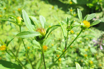 Череда трехраздельная - aptechka.org