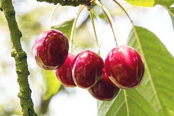 Черешня, или вишня птичья - aptechka.org