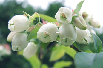 Черника обыкновенная  - aptechka.org