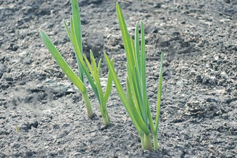 Чеснок посевной - aptechka.org