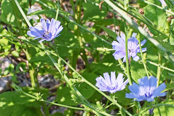 Цикорий дикий - aptechka.org