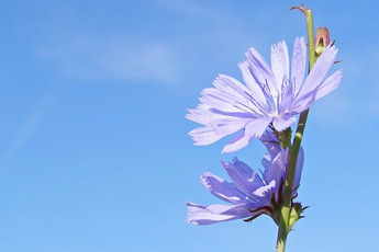 Цикорий дикий - aptechka.org