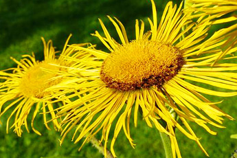 Девясил высокий - aptechka.org