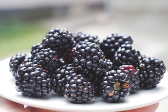 Ежевика сизая - aptechka.org