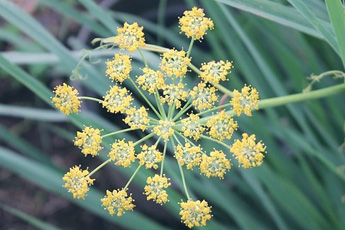 Фенхель обыкновенный, или укроп аптечный - aptechka.org