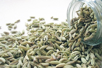 Фенхель обыкновенный, или укроп аптечный - aptechka.org