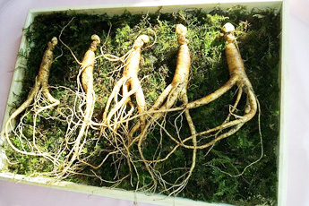 Корень женьшеня - aptechka.org