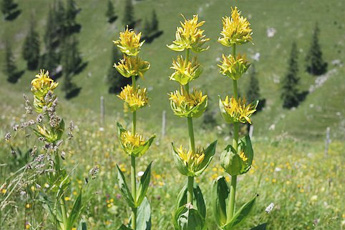 Горечавка желтая - aptechka.org