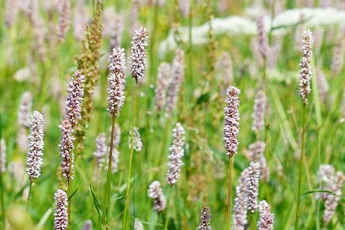 Горец змеиный - aptechka.org