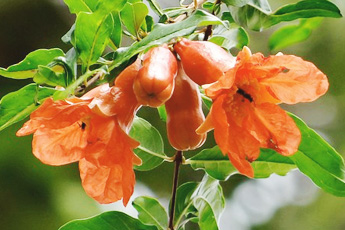 Гранат обыкновенный - aptechka.org