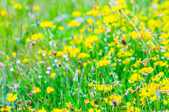 Польза от «сорных» лекарственных растений - aptechka.org