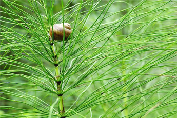 Хвощ полевой - aptechka.org