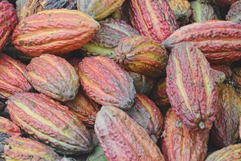 Плод шоколадного дерева - aptechka.org