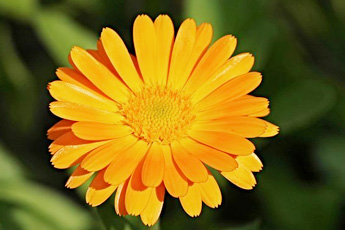 Календула лекарственная, или ноготки - aptechka.org