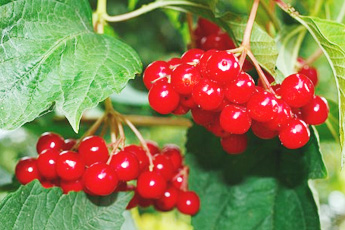 Калина обыкновенная - aptechka.org