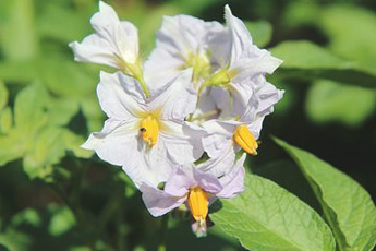 Картофель - aptechka.org