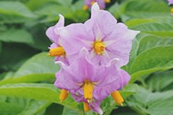 Картофель - aptechka.org