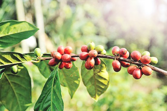 Кофе - aptechka.org