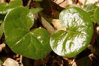 Копытень европейский - aptechka.org