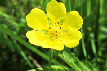 Лапчатка прямостоячая - aptechka.org