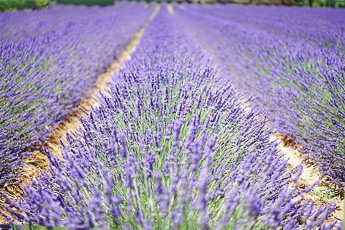 Лаванда колосовидная - aptechka.org