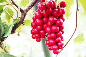 Лимонник китайский - aptechka.org