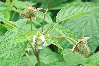 Малина обыкновенная - aptechka.org