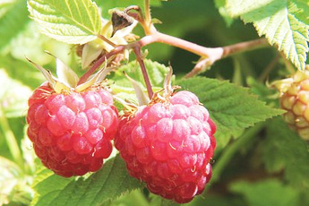 Малина обыкновенная - aptechka.org