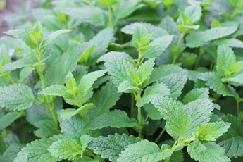Мелисса лекарственная, или мята лимонная - aptechka.org