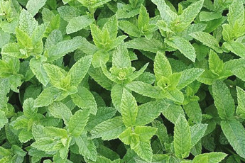 Мята перечная - aptechka.org