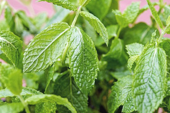 Мята перечная - aptechka.org