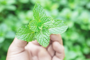 Мята перечная - aptechka.org