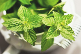 Мята перечная - aptechka.org