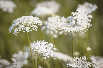 Морковь посевная - aptechka.org