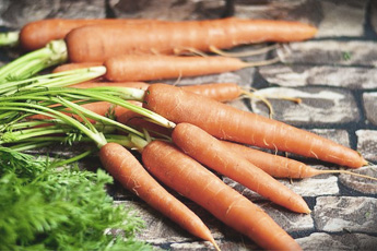 Морковь посевная - aptechka.org