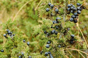 Можжевельник обыкновенный - aptechka.org