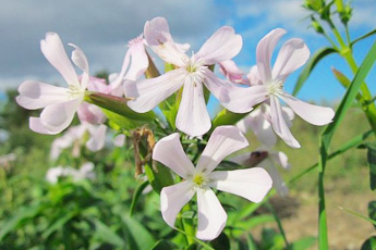 Мыльнянка лекарственная - aptechka.org