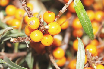 Облепиха крушиновидная - aptechka.org