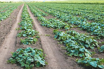 Огурец посевной - aptechka.org