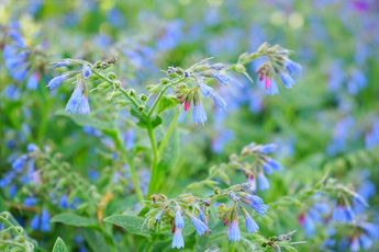 Окопник лекарственный - aptechka.org