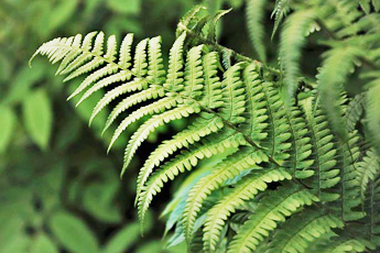 Папоротник мужской - aptechka.org